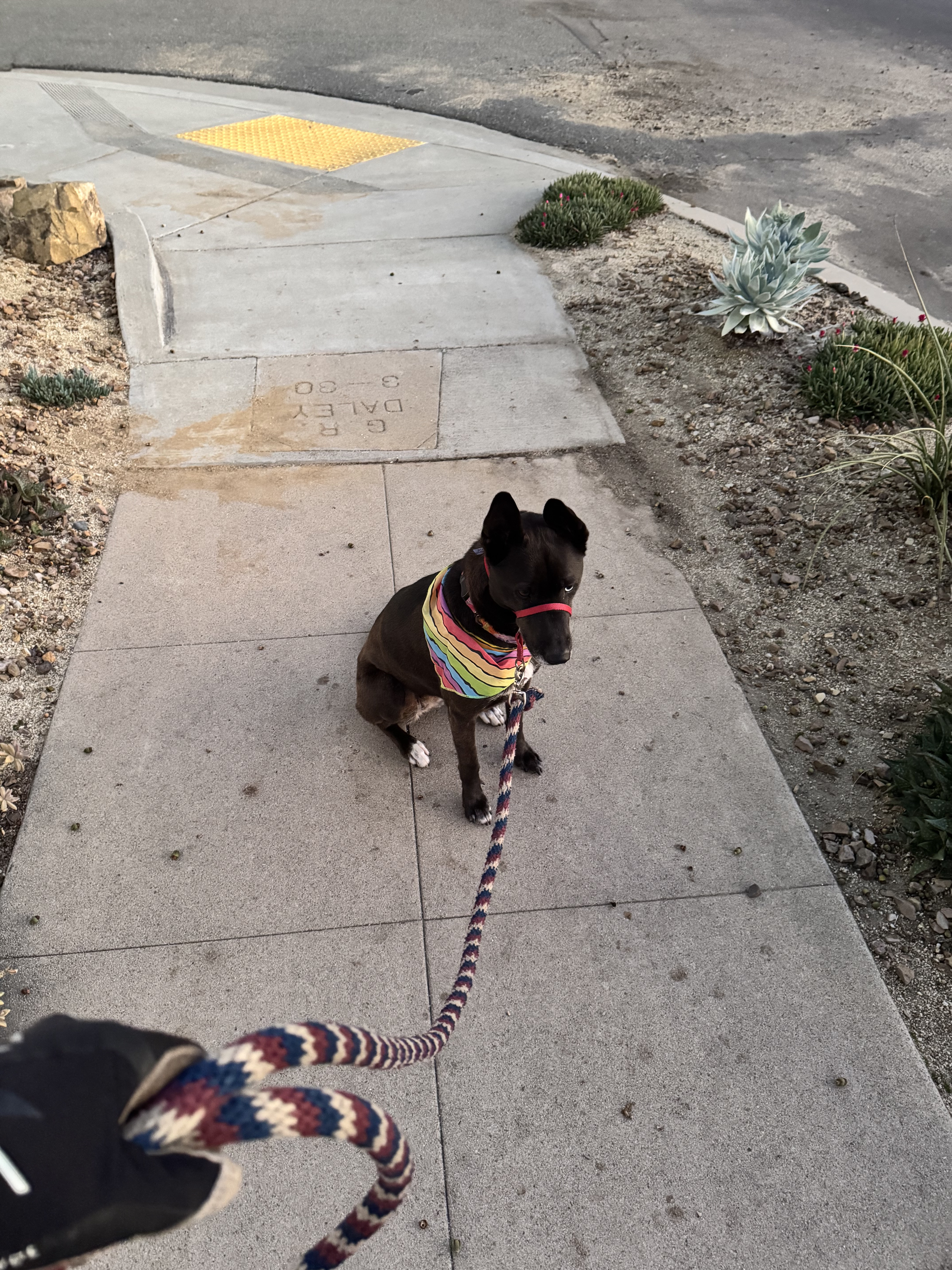 A picture of a black dog named Bowie sitting, taken on January 12 2026 at 6:33 am